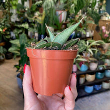 Kép betöltése a galériamegjelenítőbe: Sansevieria "Tower gray" - Anyósnyelv - Tropical Home