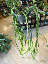 Kép betöltése a galériamegjelenítőbe: Rhipsalis paradoxa - Chain Cactus - akasztós cserépben - Tropical Home