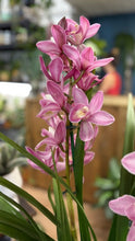 Kép betöltése a galériamegjelenítőbe: Cymbidium - Csónakorchidea - Rózsaszín - Tropical Home