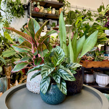 Kép betöltése a galériamegjelenítőbe: "Kolesz-start" - szobanövény csomag - Tropical Home