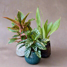 Kép betöltése a galériamegjelenítőbe: "Kolesz-start" - szobanövény csomag - Tropical Home