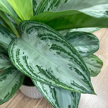 Kép betöltése a galériamegjelenítőbe: Aglaonema "Silver bay" - Rákvirág - Chinese Evergreen - Tropical Home