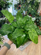 Kép betöltése a galériamegjelenítőbe: Calathea musaica "Network" - Kockás zebralevél - Tropical Home