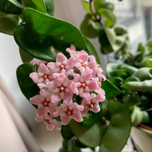 Kép betöltése a galériamegjelenítőbe: Hoya carnosa compacta - Hindu rope - Tropical Home