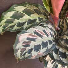 Kép betöltése a galériamegjelenítőbe: Calathea "Kennedy" - Tropical Home