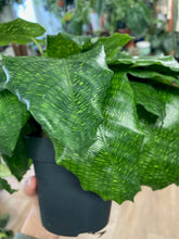 Kép betöltése a galériamegjelenítőbe: Calathea musaica "Network" - Kockás zebralevél - Tropical Home