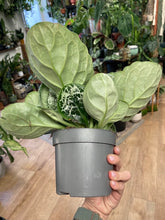 Kép betöltése a galériamegjelenítőbe: Streptocarpus "Pretty turtle" - Tropical Home