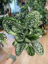 Kép betöltése a galériamegjelenítőbe: Streptocarpus "Pretty turtle" - Tropical Home