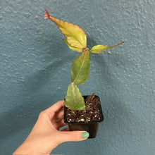 Kép betöltése a galériamegjelenítőbe: Rhipsalis elliptica - Tropical Home