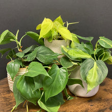 Kép betöltése a galériamegjelenítőbe: "Fresh green vibe" - Futó philodendron csomag kezdőknek - Tropical Home
