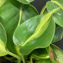 Kép betöltése a galériamegjelenítőbe: "Fresh green vibe" - Futó philodendron csomag kezdőknek - Tropical Home