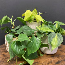 Kép betöltése a galériamegjelenítőbe: "Fresh green vibe" - Futó philodendron csomag kezdőknek - Tropical Home