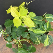 Kép betöltése a galériamegjelenítőbe: "Fresh green vibe" - Futó philodendron csomag kezdőknek - Tropical Home