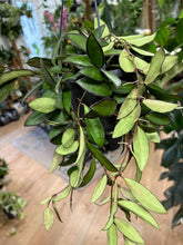 Kép betöltése a galériamegjelenítőbe: Hoya rosita - Viaszvirág - akasztós cserépben - Tropical Home
