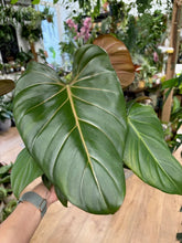 Kép betöltése a galériamegjelenítőbe: Philodendron "Summer glory" - Tropical Home