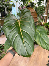 Kép betöltése a galériamegjelenítőbe: Philodendron "Summer glory" - Tropical Home