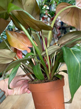 Kép betöltése a galériamegjelenítőbe: Philodendron "Summer glory" - Tropical Home
