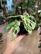 Kép betöltése a galériamegjelenítőbe: Monstera "Frozen freckles" - Tropical Home