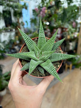 Kép betöltése a galériamegjelenítőbe: Haworthia limifolia "Spider white" -Szemölcsliliom - Tropical Home