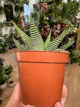 Kép betöltése a galériamegjelenítőbe: Haworthia limifolia "Spider white" -Szemölcsliliom - Tropical Home