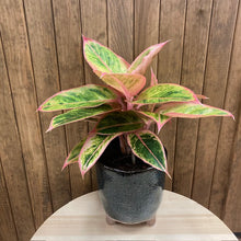 Kép betöltése a galériamegjelenítőbe: Aglaonema "Salmon fantasy" - Rákvirág - Chinese Evergreen - Tropical Home