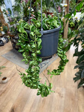 Kép betöltése a galériamegjelenítőbe: Hoya carnosa compacta - Hindu rope - Tropical Home