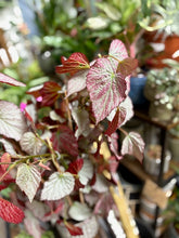Kép betöltése a galériamegjelenítőbe: Begonia "Two face" - Tropical Home