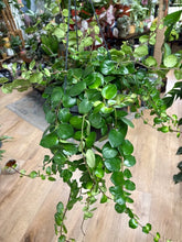 Kép betöltése a galériamegjelenítőbe: Aeschynanthus "Pink polka" - Pink rúzsvirág - Tropical Home