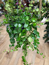 Kép betöltése a galériamegjelenítőbe: Aeschynanthus "Pink polka" - Pink rúzsvirág - Tropical Home