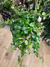 Kép betöltése a galériamegjelenítőbe: Aeschynanthus "Pink polka" - Pink rúzsvirág - Tropical Home