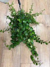 Kép betöltése a galériamegjelenítőbe: Aeschynanthus "Pink polka" - Pink rúzsvirág - Tropical Home