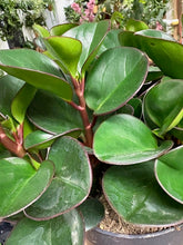 Kép betöltése a galériamegjelenítőbe: Peperomia obtusifolia "Red canyon" - Tropical Home
