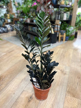 Kép betöltése a galériamegjelenítőbe: Zamioculcas zamiifolia Raven - ZZ Raven - Fekete legénypálma - Tropical Home