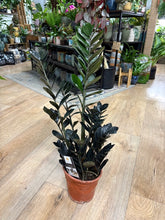 Kép betöltése a galériamegjelenítőbe: Zamioculcas zamiifolia Raven - ZZ Raven - Fekete legénypálma - Tropical Home