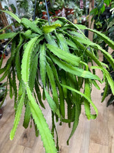 Kép betöltése a galériamegjelenítőbe: Rhipsalis monacantha - Tropical Home