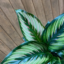 Kép betöltése a galériamegjelenítőbe: Calathea ornata "Beauty star"- Zebralevél - Tropical Home