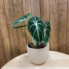 Kép betöltése a galériamegjelenítőbe: Alocasia reginula "Ninja" - Tropical Home