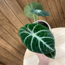 Kép betöltése a galériamegjelenítőbe: Alocasia reginula "Ninja" - Tropical Home