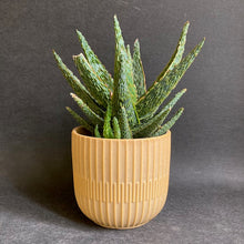 Kép betöltése a galériamegjelenítőbe: _Sara kerámia kaspó, sárga 11cm - Tropical Home