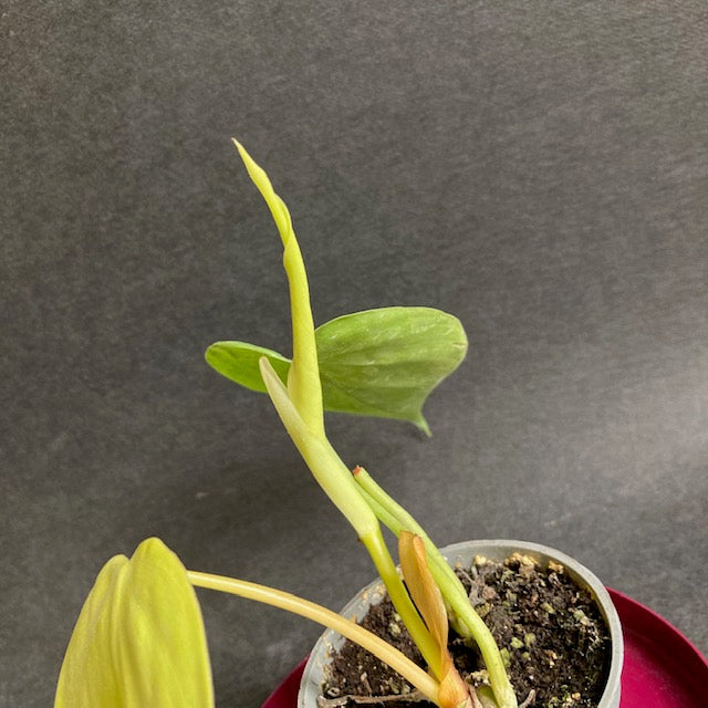 Philodendron lemon lime - Szívlevelű filodendron lemon lime | Tropical Home