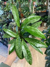 Kép betöltése a galériamegjelenítőbe: Hoya pubicalyx splash - Viaszvirág - Tropical Home