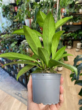 Kép betöltése a galériamegjelenítőbe: Hoya pubicalyx splash - Viaszvirág - Tropical Home