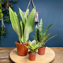 Kép betöltése a galériamegjelenítőbe: Sansevieria ajándékcsomag - Tropical Home