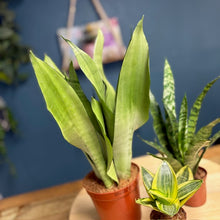 Kép betöltése a galériamegjelenítőbe: Sansevieria ajándékcsomag - Tropical Home