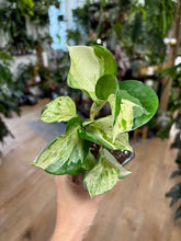 Kép betöltése a galériamegjelenítőbe: Epipremnum aureum "Happy leaf"/"Manjula" - két méretben - Tropical Home