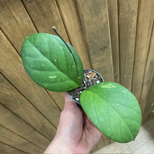 Kép betöltése a galériamegjelenítőbe: Hoya sp Vietnam clone 1. - Tropical Home