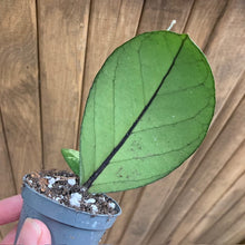 Kép betöltése a galériamegjelenítőbe: Hoya sp Vietnam clone 1. - Tropical Home
