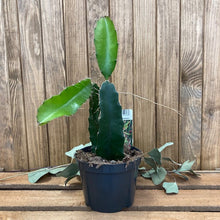 Kép betöltése a galériamegjelenítőbe: Hylocereus undatus - Sárkánygyümölcs kaktusz - Dragon fruit cactus - Tropical Home