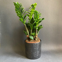Kép betöltése a galériamegjelenítőbe: Zamioculcas zamiifolia "Zenzi" - Agglegénypálma "Zenzi" - Tropical Home