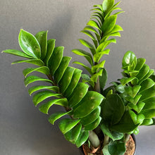 Kép betöltése a galériamegjelenítőbe: Zamioculcas zamiifolia "Zenzi" - Agglegénypálma "Zenzi" - Tropical Home